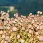 Opium trade thriving in Afghan drug bazaars as Taliban stall on promise