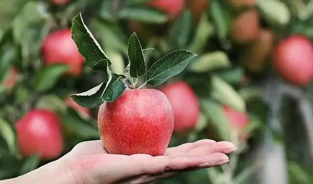 7 Winter Fruits that you should eat in Winter for your good health.