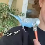 Bird Beatboxing In Front Of A Mic, Watch this viral video!!