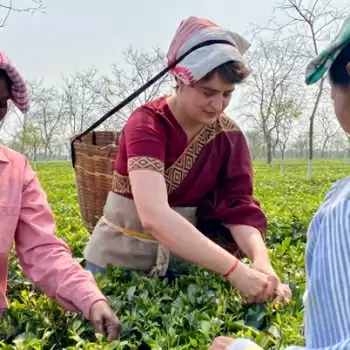 Priyanka plucking tea leaves in Assam during election campaign