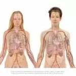 Rules To Keep Your Kidneys Healthy