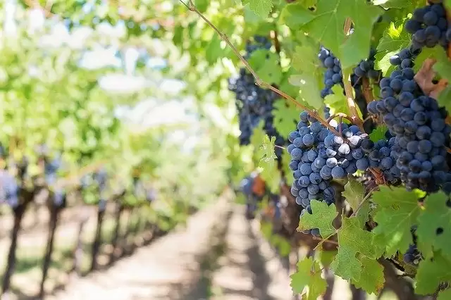 Vineyards Near Mumbai That You Can Visit With Your Valentine