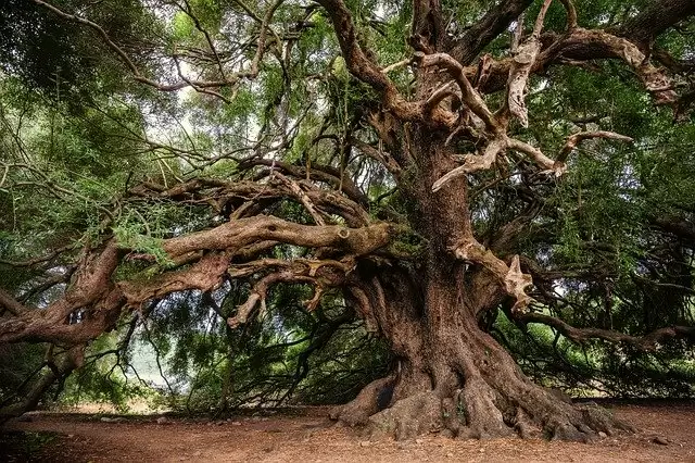 The oldest tree in the world, Must Visit.
