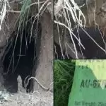 BSF detects 20 metre tunnel, sandbags with ‘Pakistan markings’