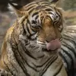 Royal Bengal Tiger roars to glory (International Tiger Day)
