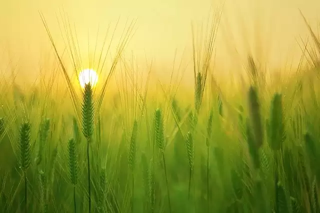 Amazing photographs to celebrate World Photography Day 2020