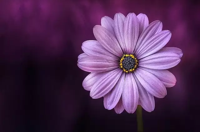 Amazing photographs to celebrate World Photography Day 2020