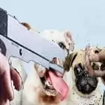 Meerut: Sister refuse to make rotis for pet dogs, brother killed her