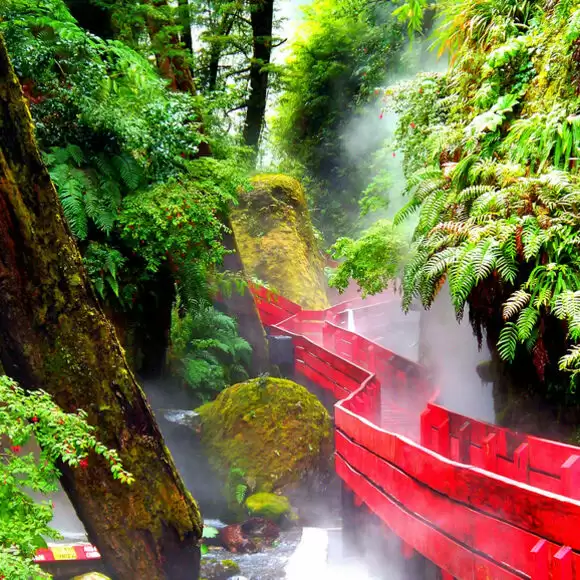 Let’s Explore The World’s Largest Forests.