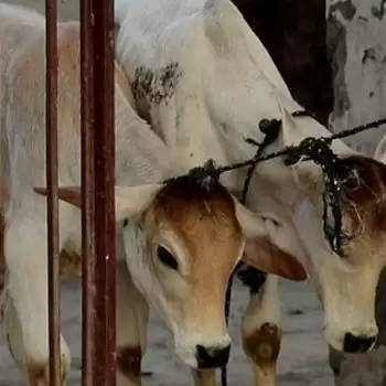 3 arrested for cow slaughter in Uttar Pradesh