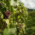 Vineyards Near Mumbai That You Can Visit With Your Valentine