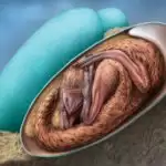 Dinosaur’s Child Found in China; King of Earth Present in 70-Million-Year-Old Egg