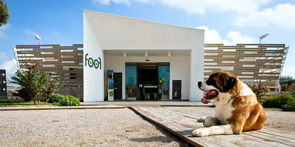 Famous Dog Museums Of The World.
