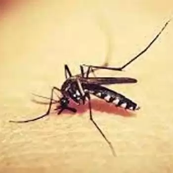 Kerala reports Zika virus cases too