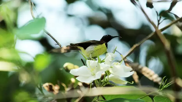 Famous Botanical Garden In India, To visit.