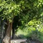 Countless trees thrive in the protected green memorials of Punjab