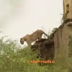 Panther stuns everyone in Udaipur’s hill Bedla Audhi
