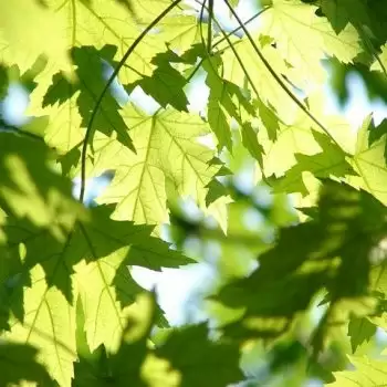Let us revive our relationship with Nature