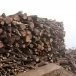 Demand for wood in crematoriums leads to widespread tree felling in U’khand