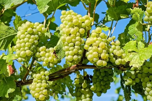 7 Winter Fruits that you should eat in Winter for your good health.