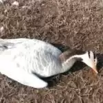 Bird flu suspected in Himachal as 1775 migratory birds die
