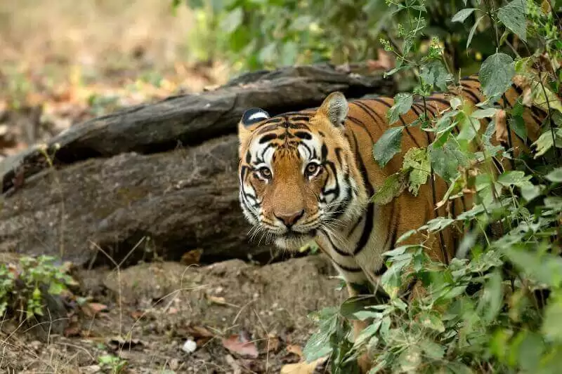 Best Places for Wildlife Safari Holidays in India