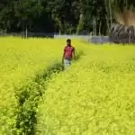 The need to prioritise a mustard policy