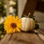 Happy Thanksgiving 2020