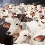 Karnataka passed anti-cow slaughter bill