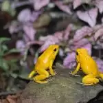 Seen yellow frogs yet? Check this amazing video