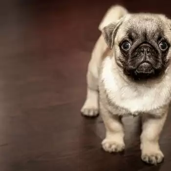 Tips to find the right dog breed as your pet