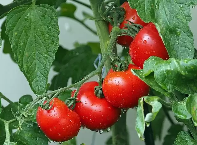 Diet you should have in summer to beat the heat and keep yourself hydrated