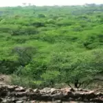 Haryana’s animal census will start from next month