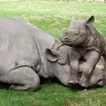 Watch this baby rhino video to break free from stress