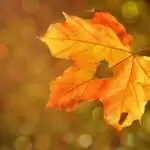 Dear heart, I will not take you for granted