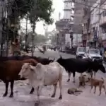 Battle for UP: Free rations versus stray cattle