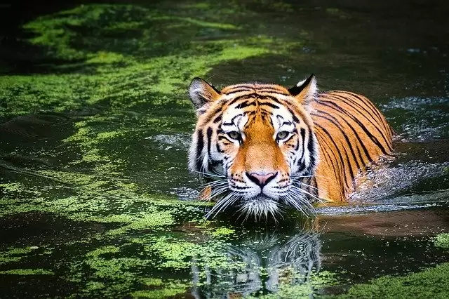 Best Places for Wildlife Safari Holidays in India