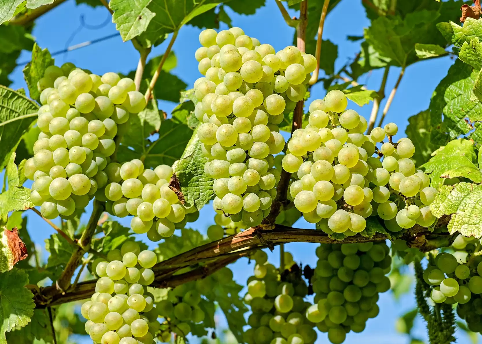 Fun Ways To Add Grapes To Your Meal.