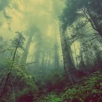 Let’s Explore The World’s Largest Forests.