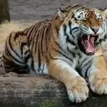 Best Places for Wildlife Safari Holidays in India