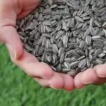 Health Benefits of Consuming Sunflower Seeds