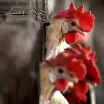 Bird flu confirmed in Delhi, Maharashtra, 9 states affected so far