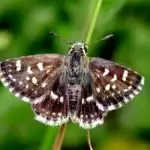 India’s 1328th butterfly species found in Rajasthan, named ‘Spealia Zebra’