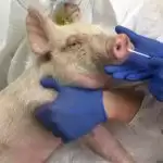 Researchers find new swine flu with pandemic potential