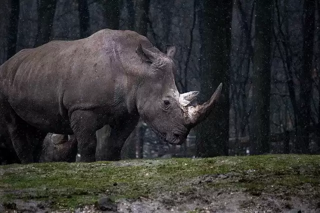 Best Places for Wildlife Safari Holidays in India