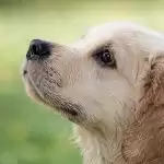 Feel good with this video of a doggo