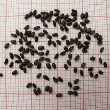 Benefits of Sabja seeds for your better health