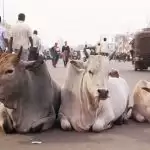 Cow slaughter will now be punished for 10 years in Uttar Pradesh