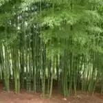 Bamboo park in Tripra to boost industries, ‘Bashgram’ to push eco-tourism
