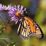 India to witness Big Butterfly Month in September